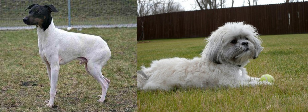 Mal-Shi vs Japanese Terrier - Breed Comparison