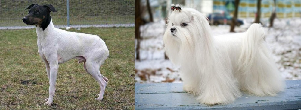 Maltese vs Japanese Terrier - Breed Comparison