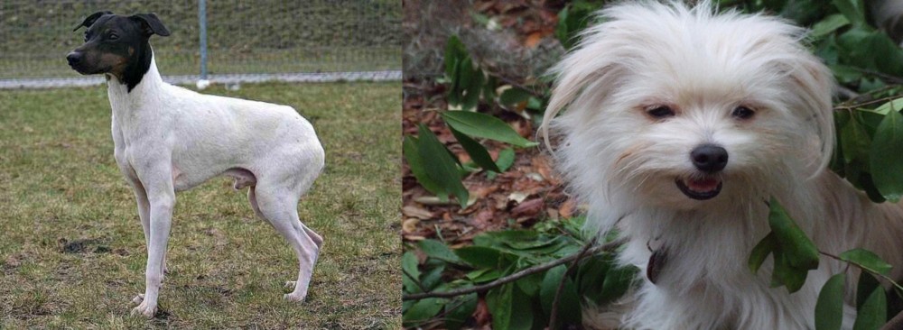 Malti-Pom vs Japanese Terrier - Breed Comparison