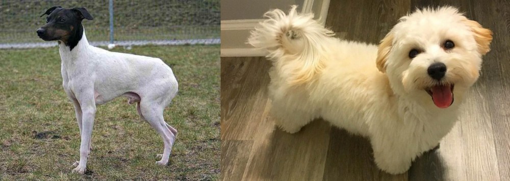 Maltipoo vs Japanese Terrier - Breed Comparison