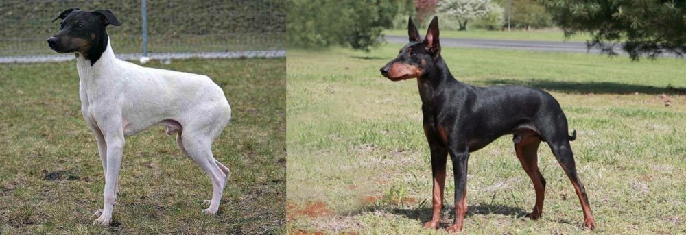 Manchester Terrier vs Japanese Terrier - Breed Comparison