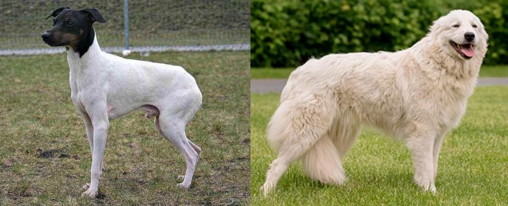 Maremma Sheepdog vs Japanese Terrier - Breed Comparison
