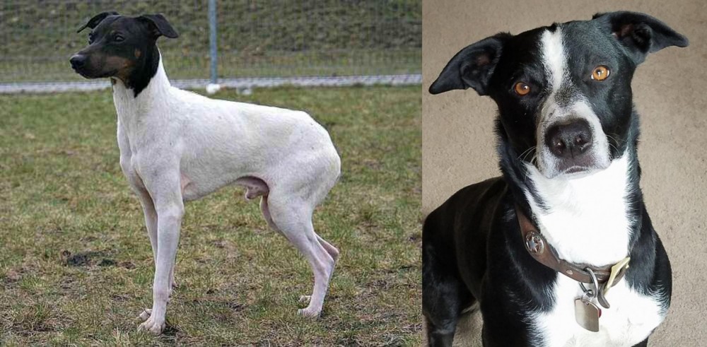 McNab vs Japanese Terrier - Breed Comparison