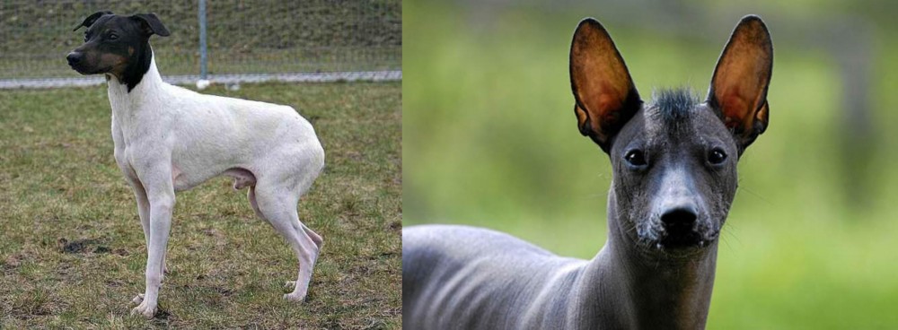 Mexican Hairless vs Japanese Terrier - Breed Comparison