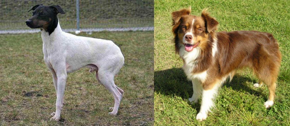 Miniature Australian Shepherd vs Japanese Terrier - Breed Comparison