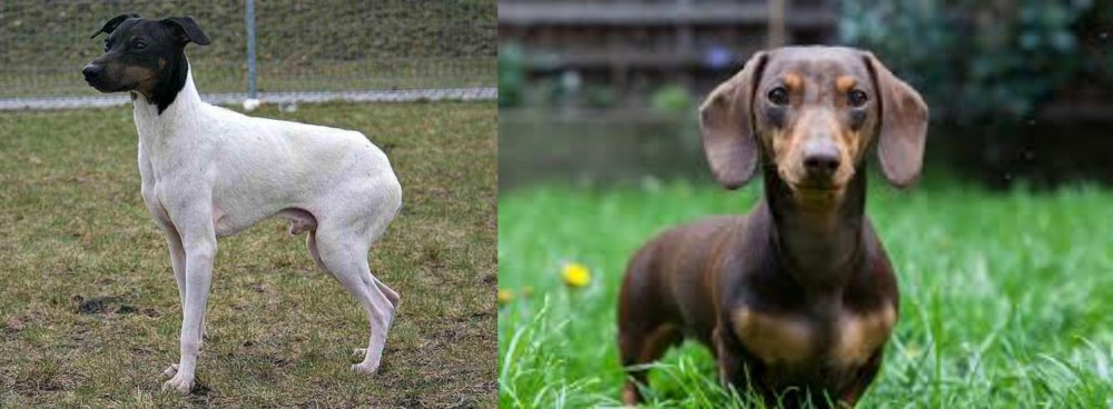 Miniature Dachshund vs Japanese Terrier - Breed Comparison