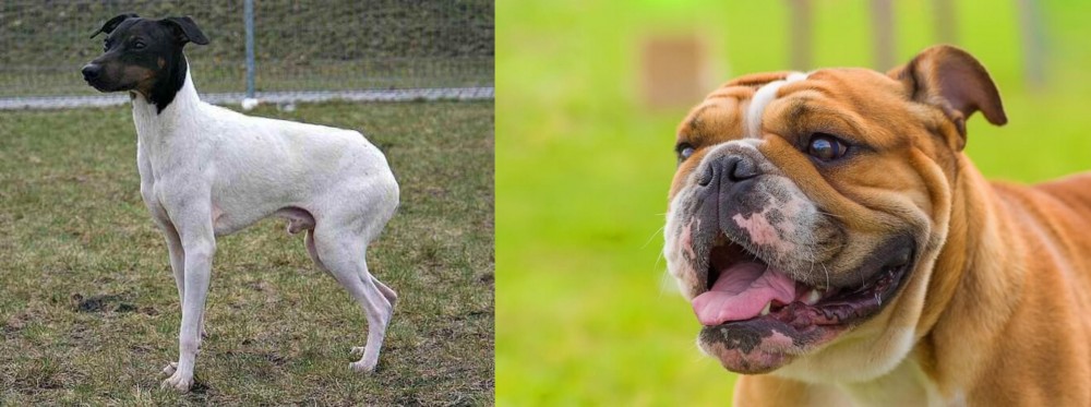 Miniature English Bulldog vs Japanese Terrier - Breed Comparison