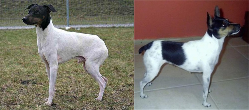 Miniature Fox Terrier vs Japanese Terrier - Breed Comparison