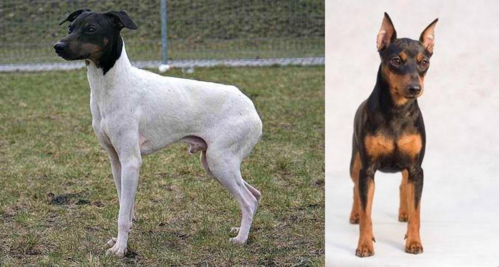 Miniature Pinscher vs Japanese Terrier - Breed Comparison