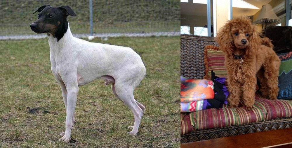 Miniature Poodle vs Japanese Terrier - Breed Comparison