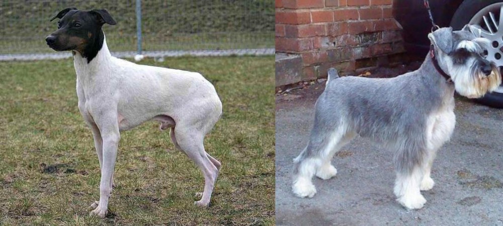 Miniature Schnauzer vs Japanese Terrier - Breed Comparison