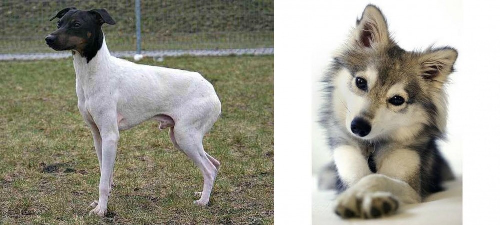 Miniature Siberian Husky vs Japanese Terrier - Breed Comparison