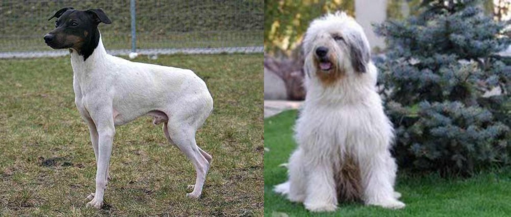 Mioritic Sheepdog vs Japanese Terrier - Breed Comparison
