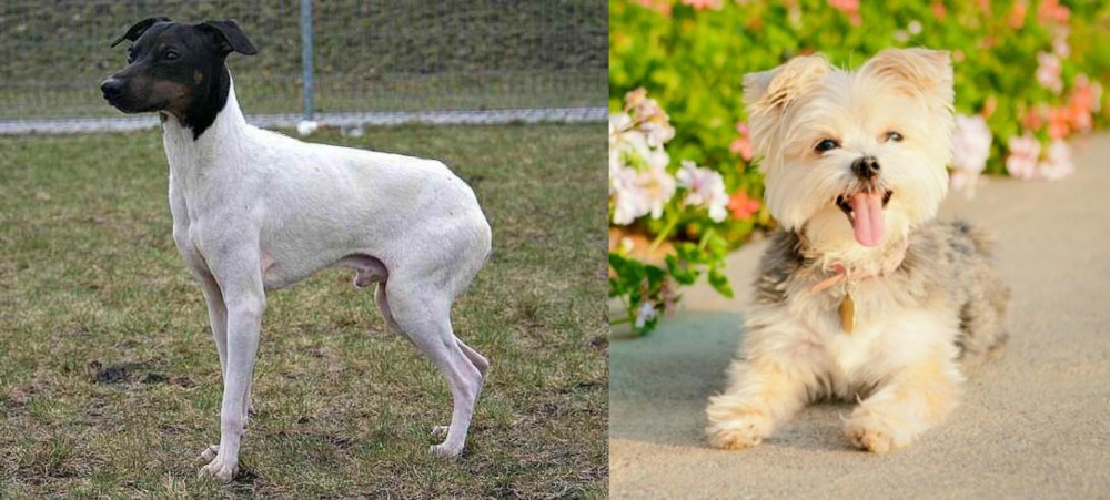 Morkie vs Japanese Terrier - Breed Comparison