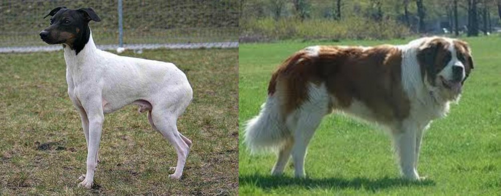 Moscow Watchdog vs Japanese Terrier - Breed Comparison
