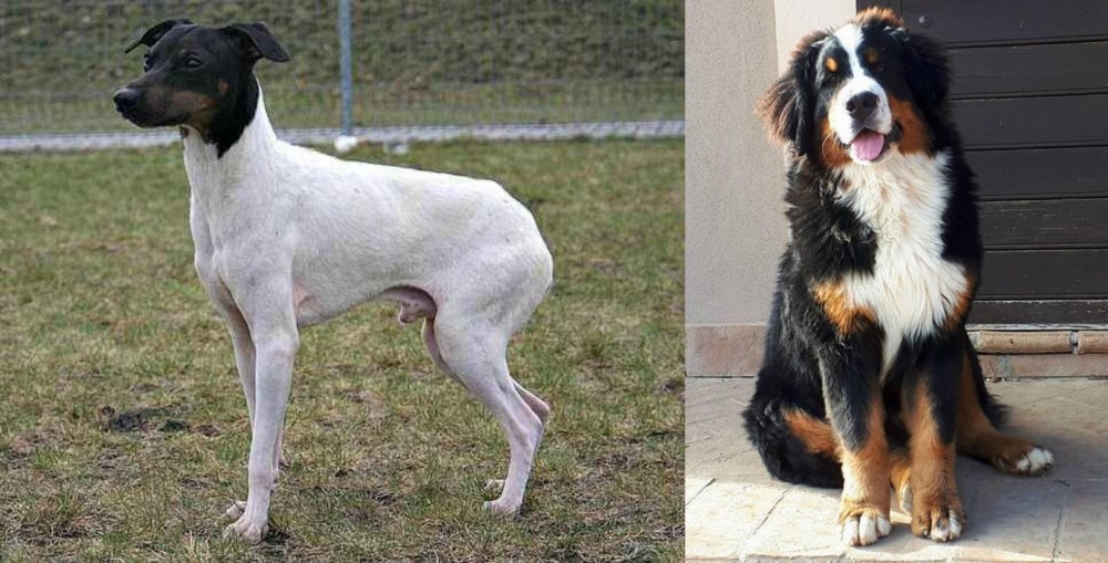 Mountain Burmese vs Japanese Terrier - Breed Comparison