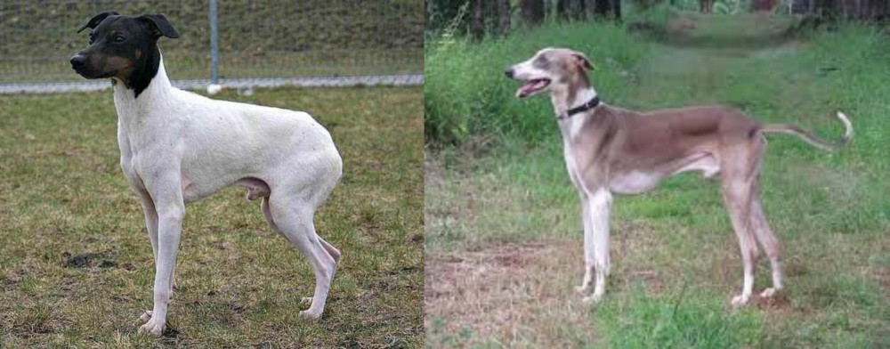 Mudhol Hound vs Japanese Terrier - Breed Comparison