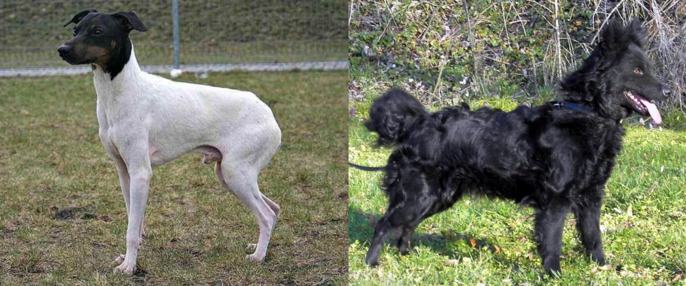 Mudi vs Japanese Terrier - Breed Comparison