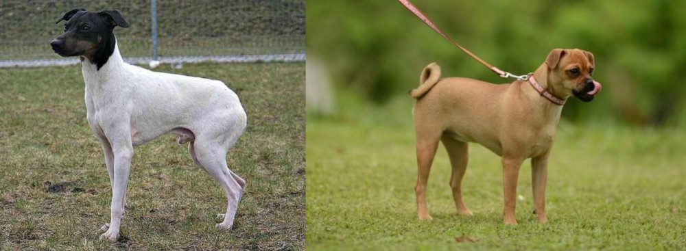 Muggin vs Japanese Terrier - Breed Comparison