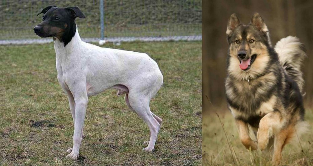 Native American Indian Dog vs Japanese Terrier - Breed Comparison