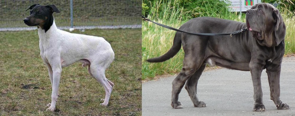 Neapolitan Mastiff vs Japanese Terrier - Breed Comparison