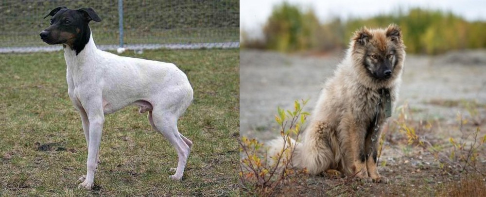 Nenets Herding Laika vs Japanese Terrier - Breed Comparison