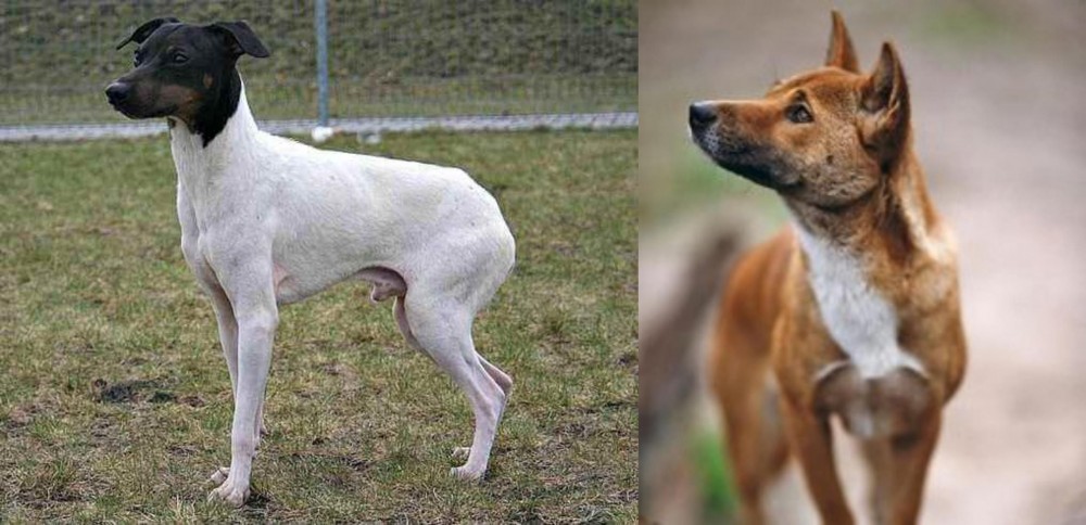 New Guinea Singing Dog vs Japanese Terrier - Breed Comparison
