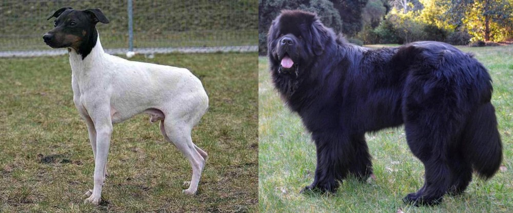 Newfoundland Dog vs Japanese Terrier - Breed Comparison
