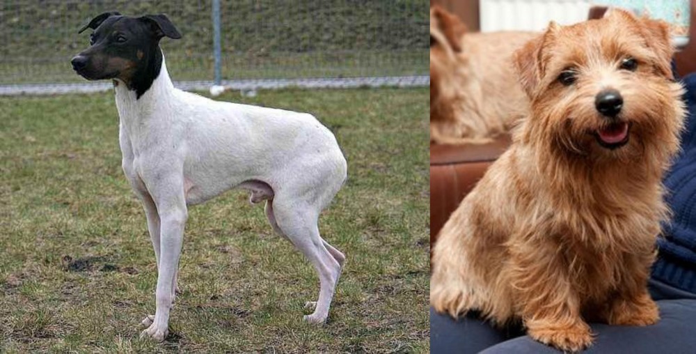 Norfolk Terrier vs Japanese Terrier - Breed Comparison