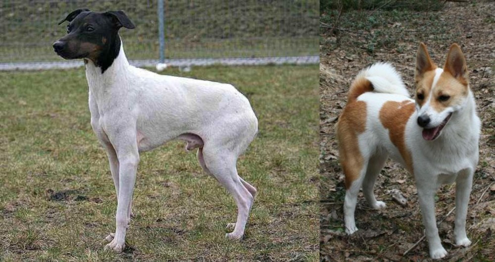 Norrbottenspets vs Japanese Terrier - Breed Comparison