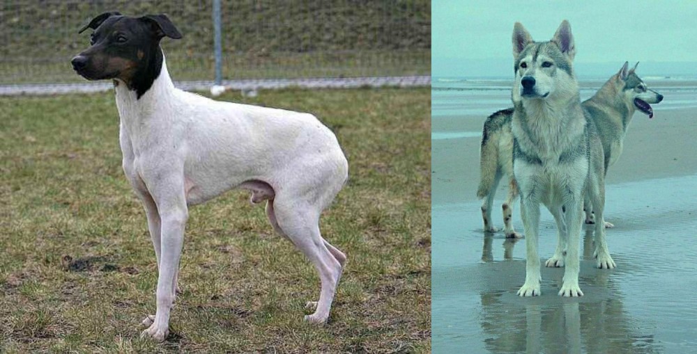Northern Inuit Dog vs Japanese Terrier - Breed Comparison