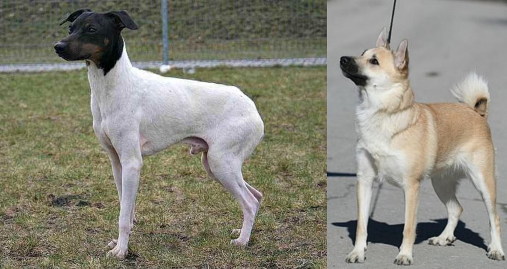 Norwegian Buhund vs Japanese Terrier - Breed Comparison