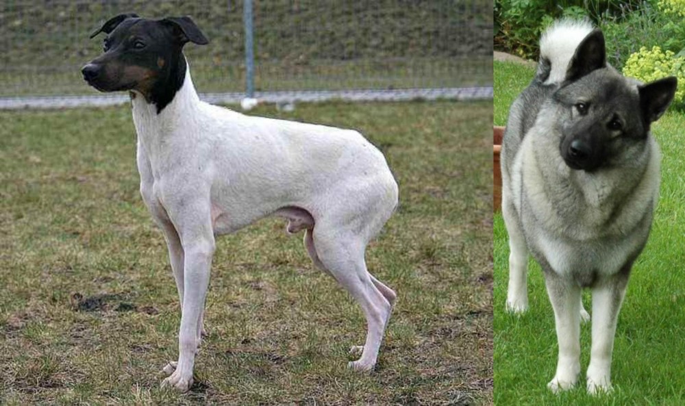 Norwegian Elkhound vs Japanese Terrier - Breed Comparison