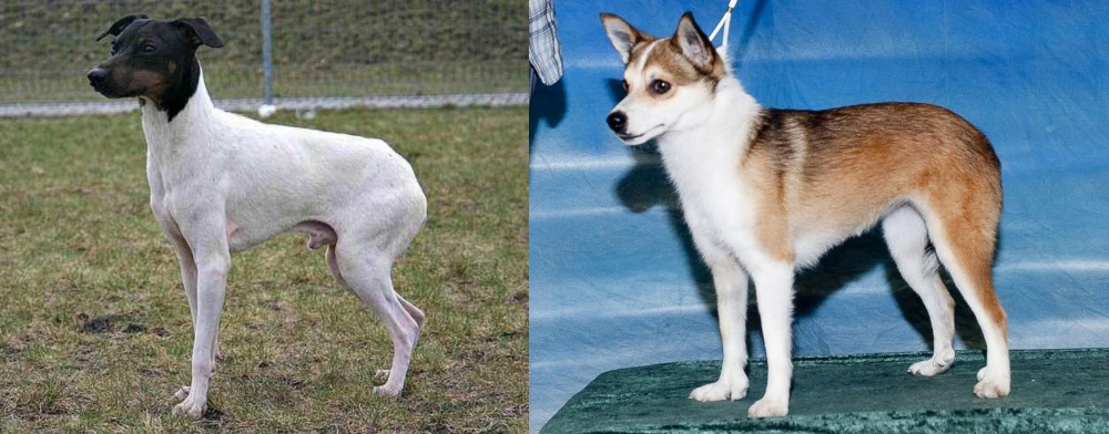 Norwegian Lundehund vs Japanese Terrier - Breed Comparison