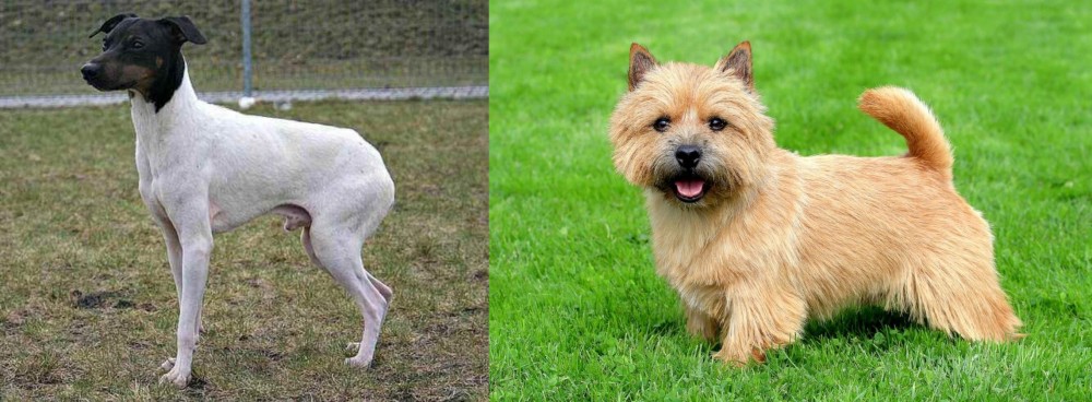 Norwich Terrier vs Japanese Terrier - Breed Comparison