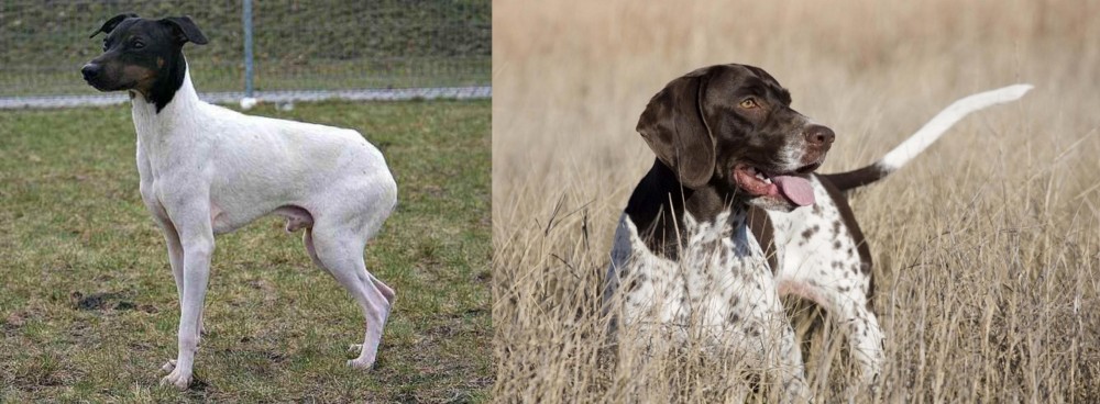Old Danish Pointer vs Japanese Terrier - Breed Comparison