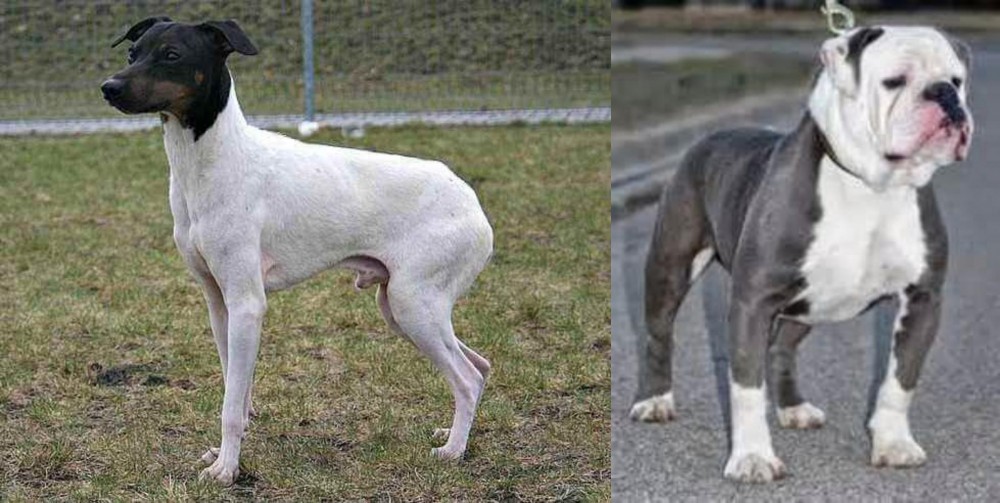 Old English Bulldog vs Japanese Terrier - Breed Comparison