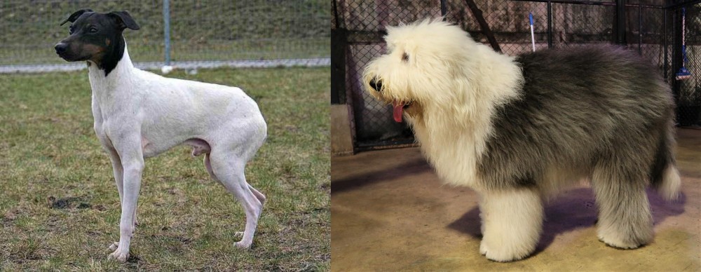 Old English Sheepdog vs Japanese Terrier - Breed Comparison
