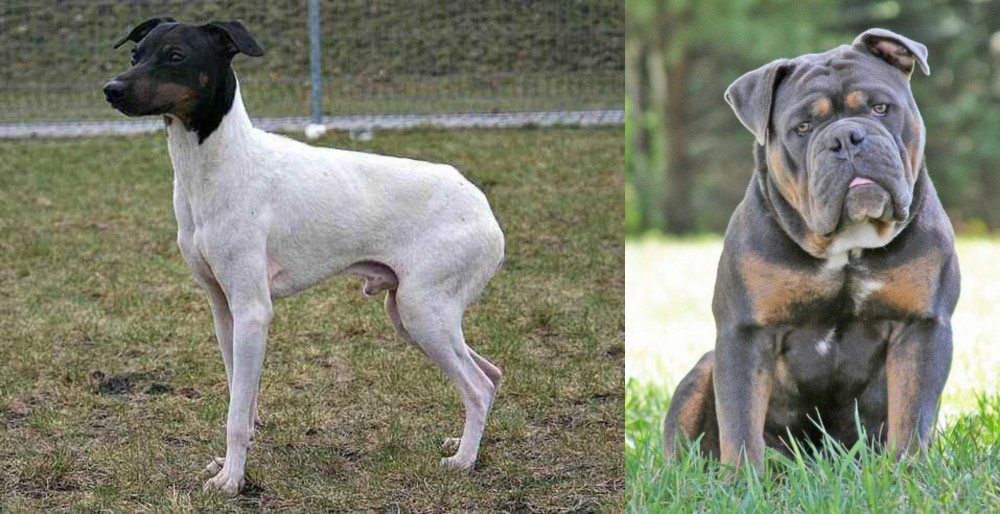 Olde English Bulldogge vs Japanese Terrier - Breed Comparison