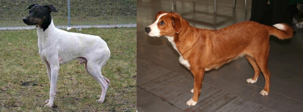 Osterreichischer Kurzhaariger Pinscher vs Japanese Terrier - Breed Comparison