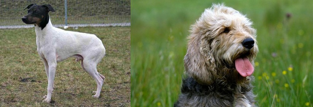 Otterhound vs Japanese Terrier - Breed Comparison