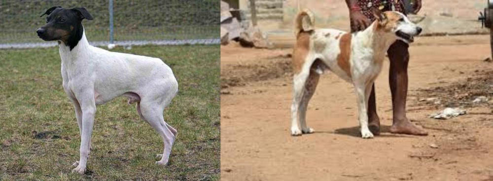 Pandikona vs Japanese Terrier - Breed Comparison