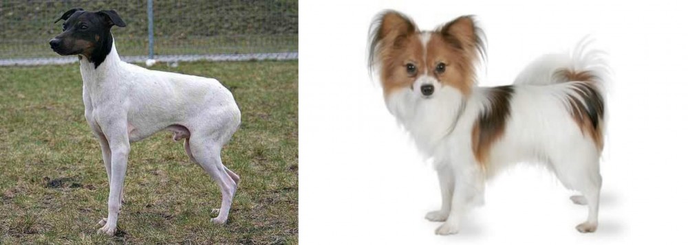 Papillon vs Japanese Terrier - Breed Comparison