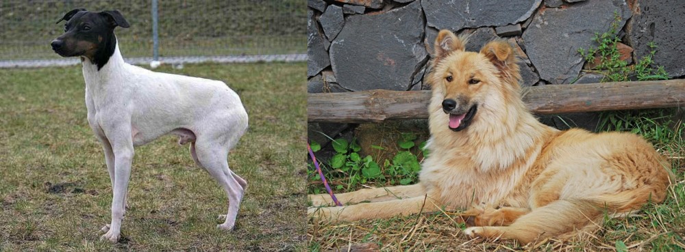 Pastor Garafiano vs Japanese Terrier - Breed Comparison