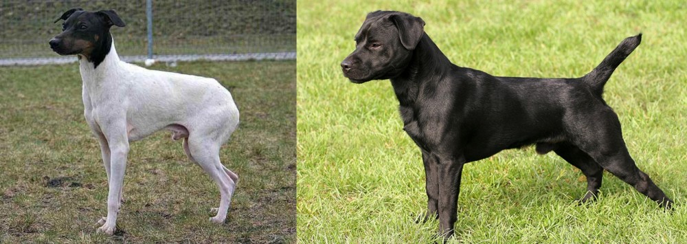 Patterdale Terrier vs Japanese Terrier - Breed Comparison