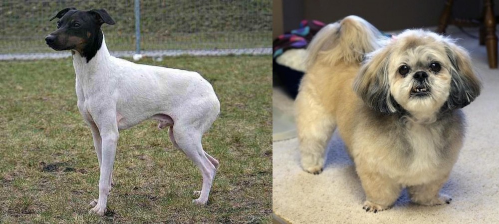 PekePoo vs Japanese Terrier - Breed Comparison