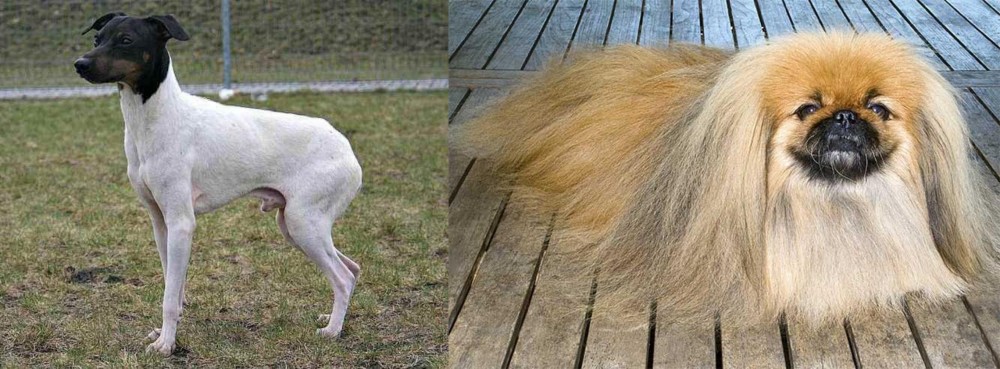 Pekingese vs Japanese Terrier - Breed Comparison