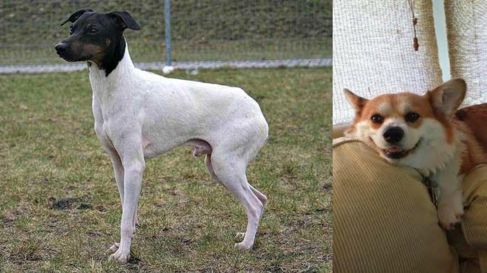 Pembroke Welsh Corgi vs Japanese Terrier - Breed Comparison