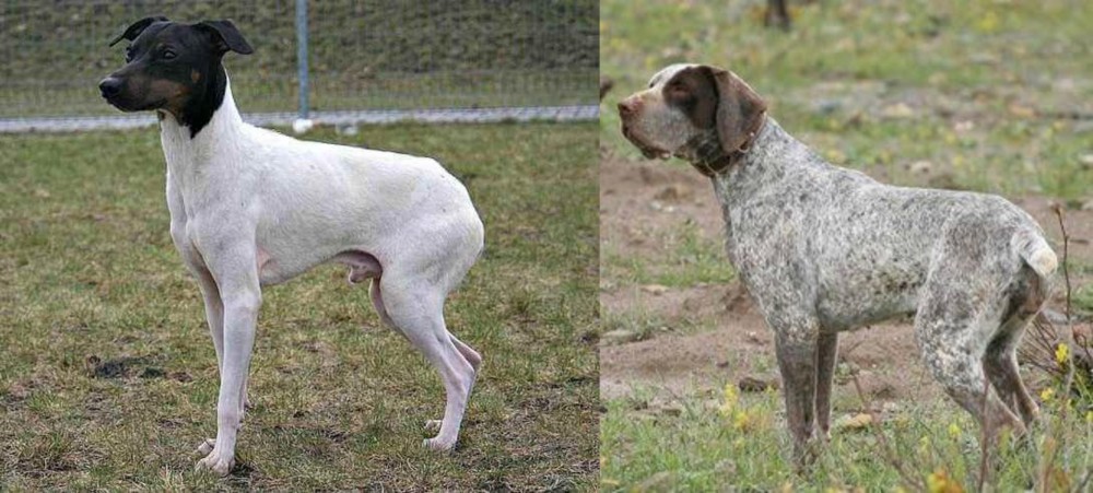 Perdiguero de Burgos vs Japanese Terrier - Breed Comparison