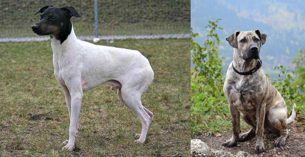 Perro Cimarron vs Japanese Terrier - Breed Comparison